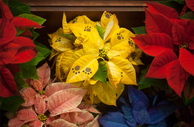 poinsettias